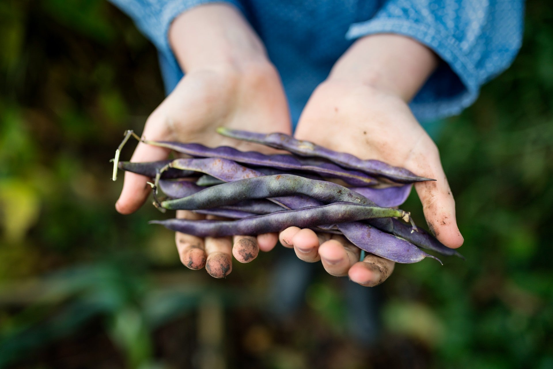 heirloom-beans-what-are