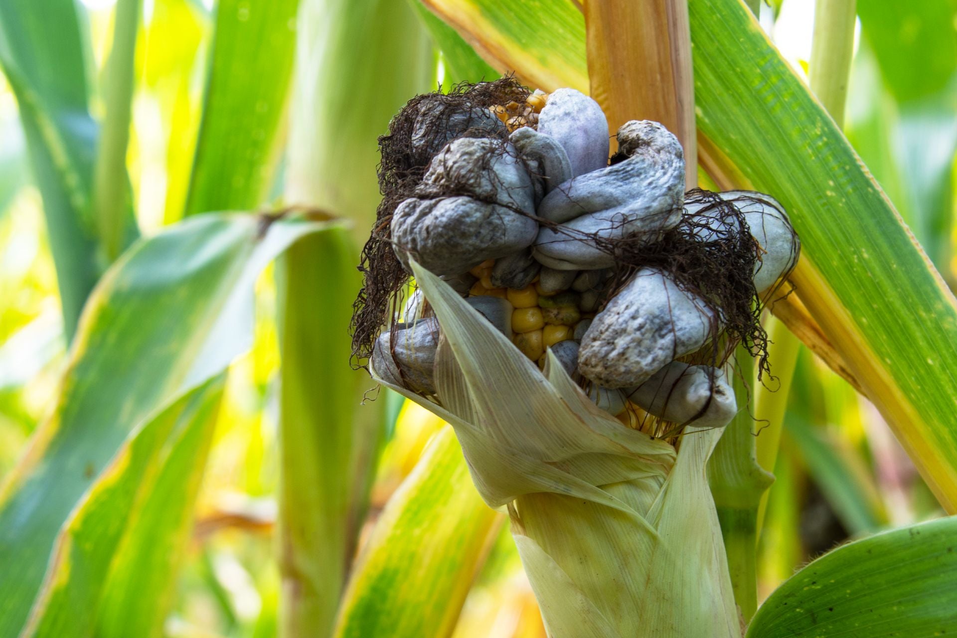 huitlacoche-what-is