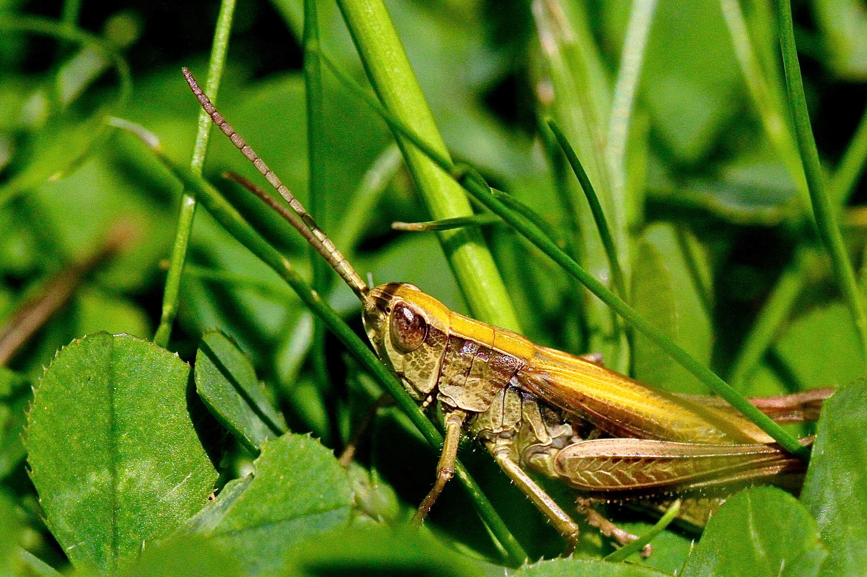 grasshopper-in-grass
