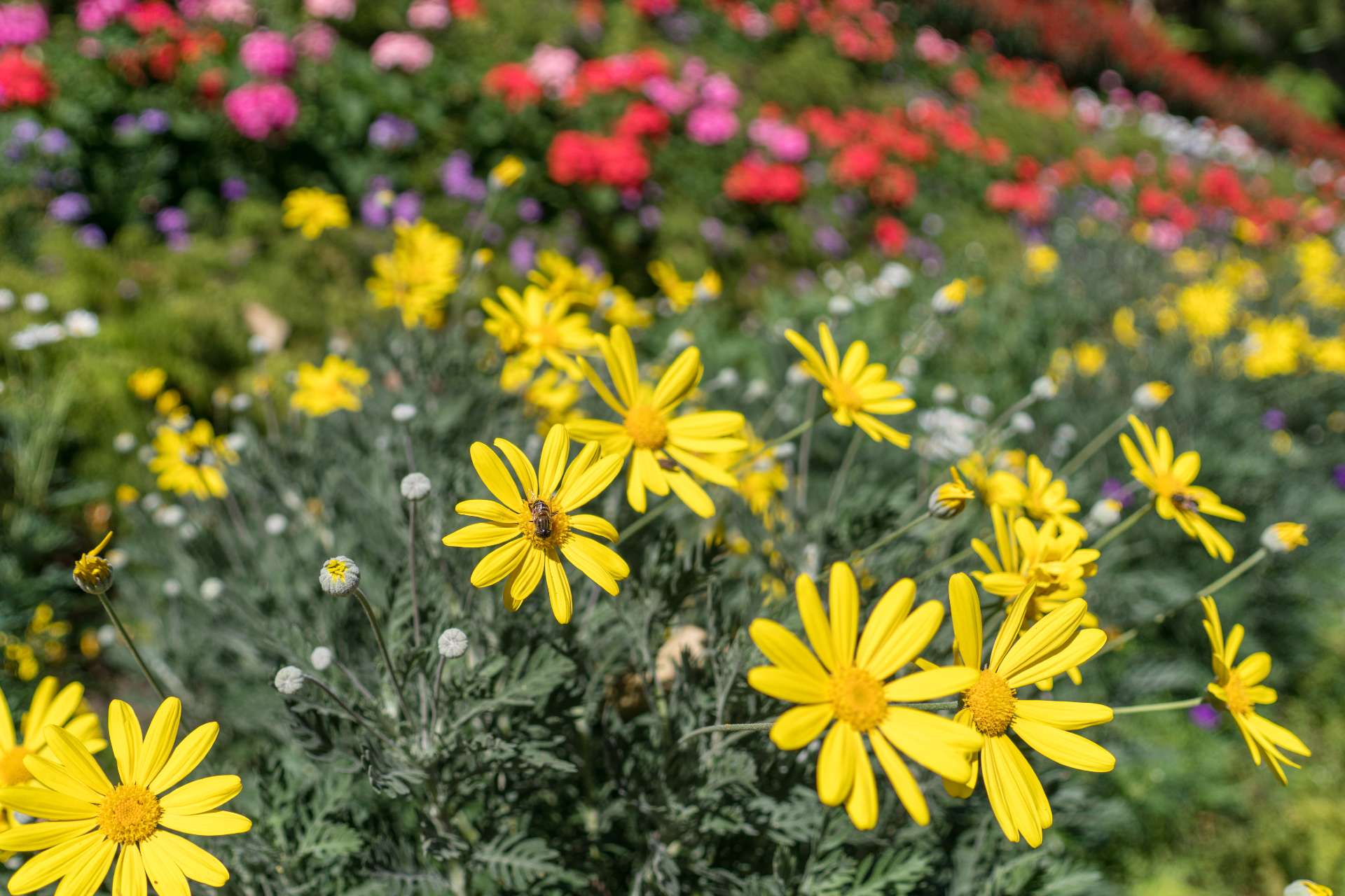 jerusalem artichokes flowers ©iStock