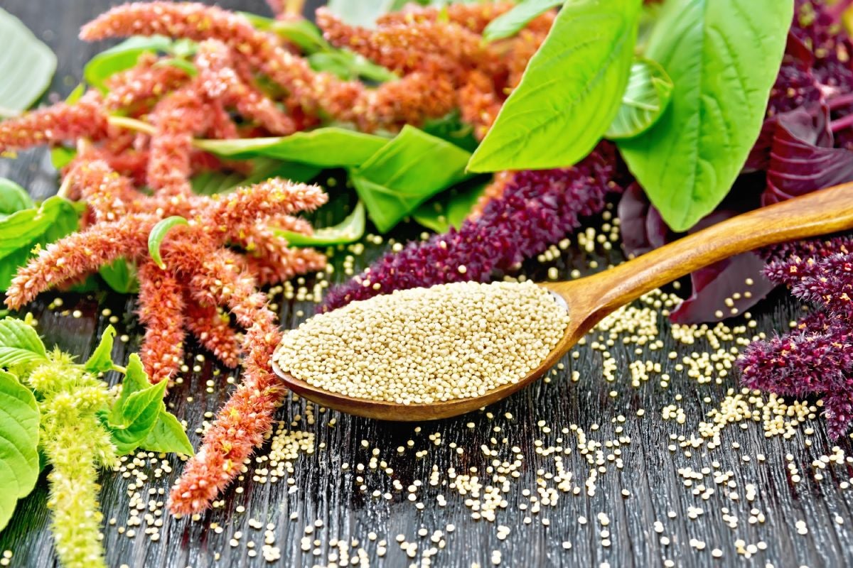 Seeds and plants of the pseudo-grain Amaranth millet