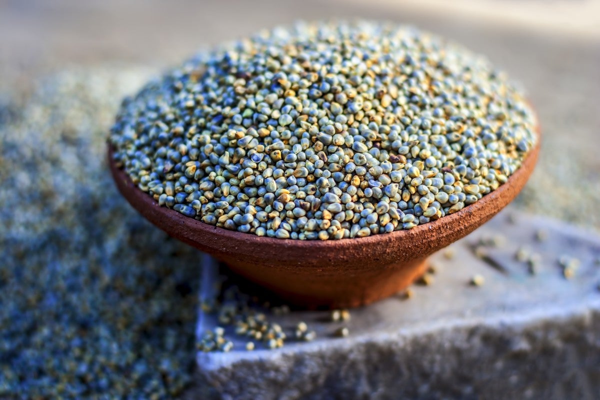 Bowls of Pearl millet seeds, an ancient grain cultivated since prehistoric times