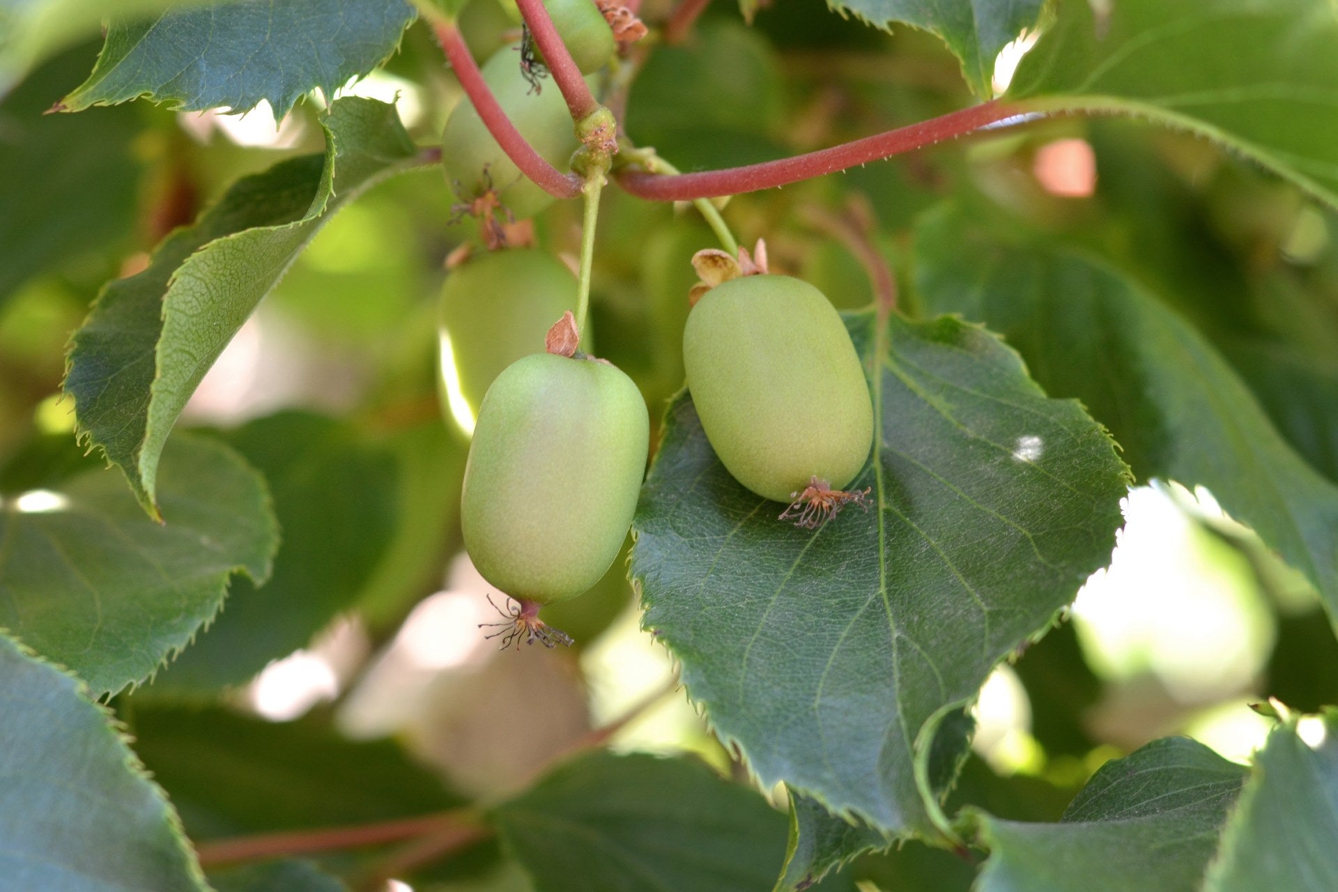 kiwi-berries-what-are
