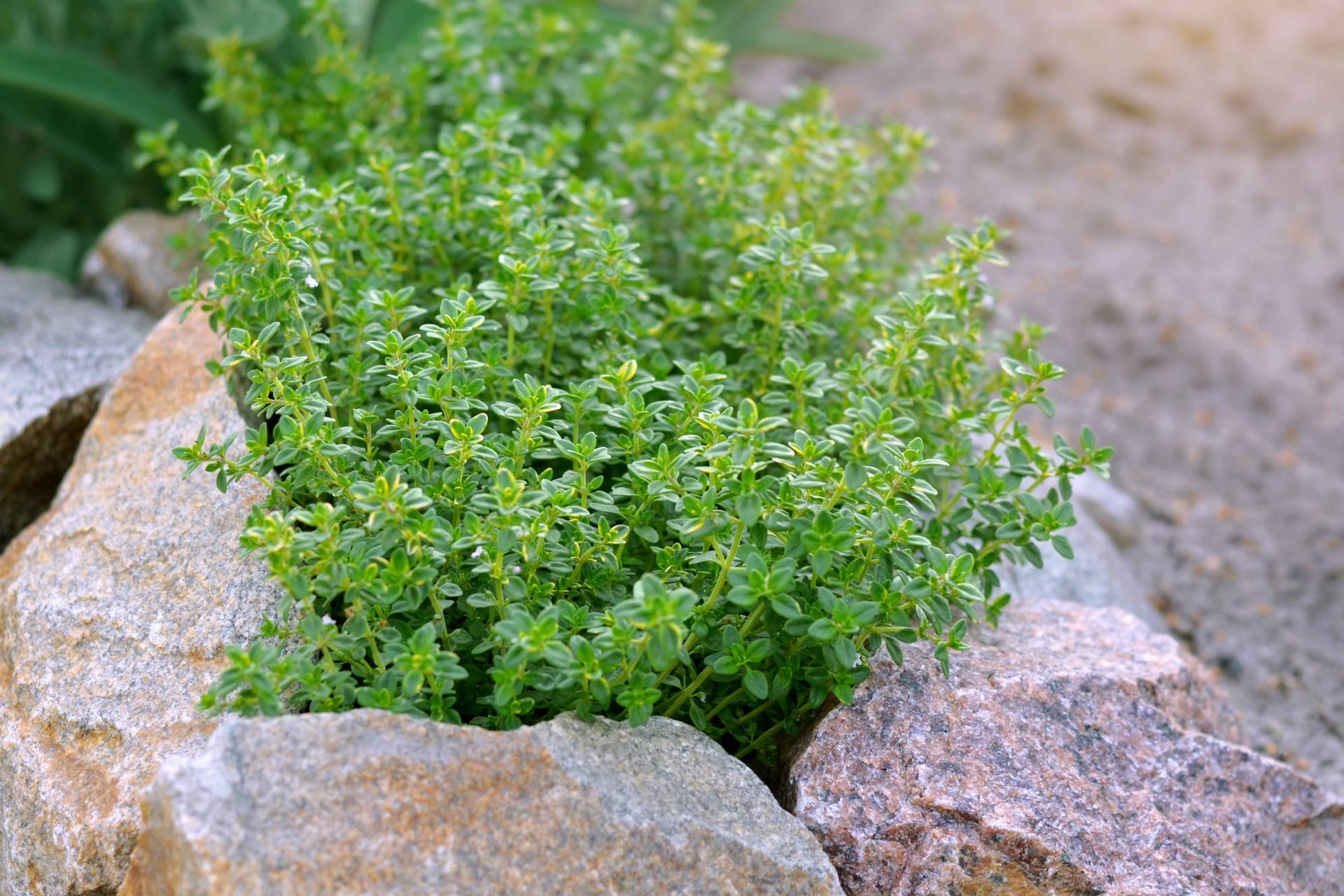 lemon-thyme-what-is