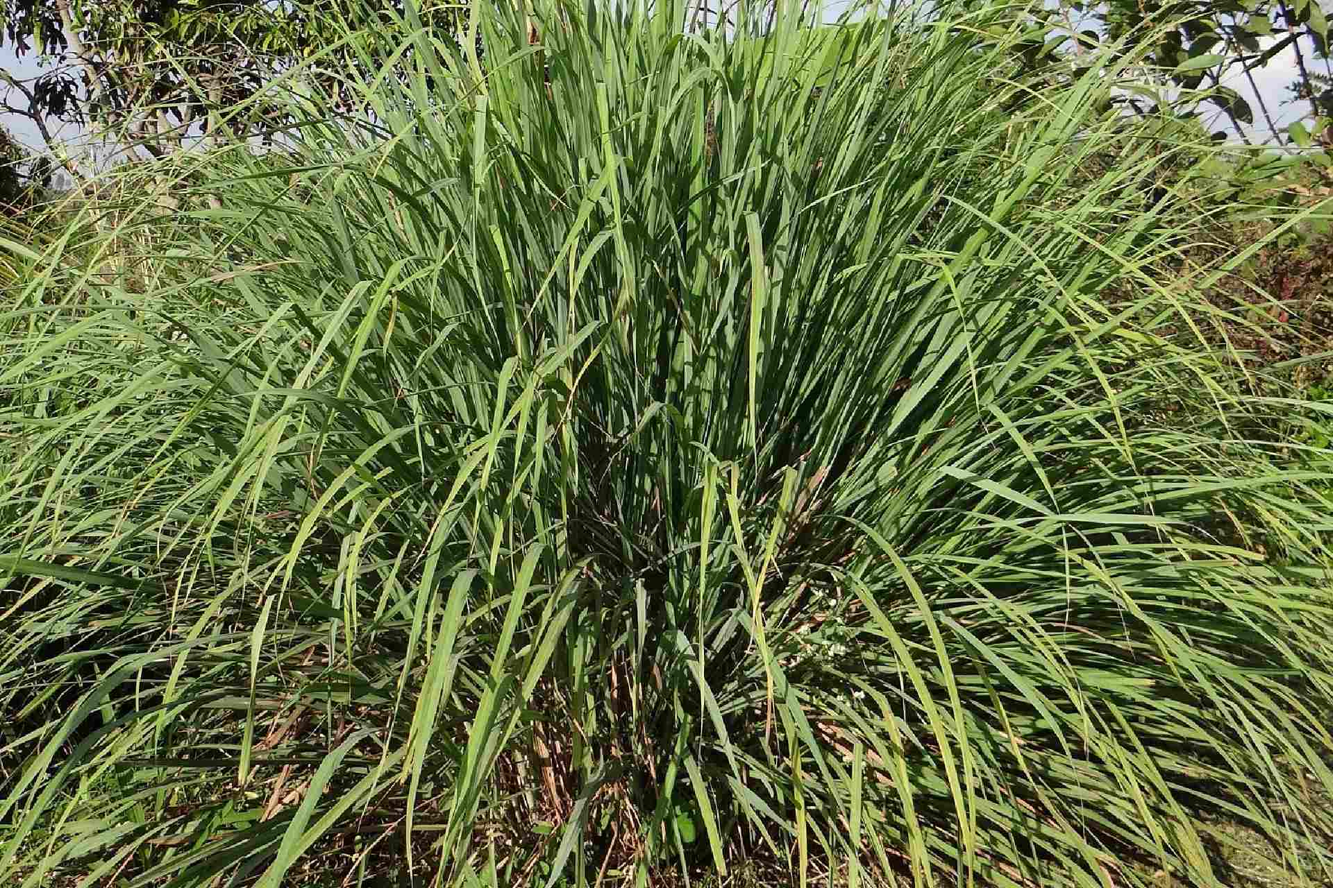 lemongrass plant - pixabay