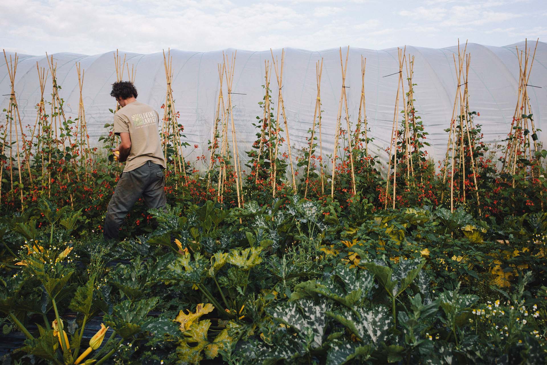 Living larder garden, Isle of Wight.