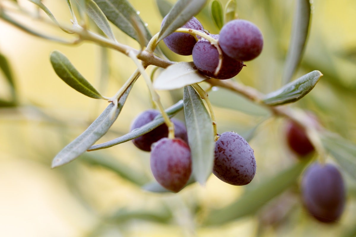 A tree of small, oval-shaped, purple olives from Gaeta