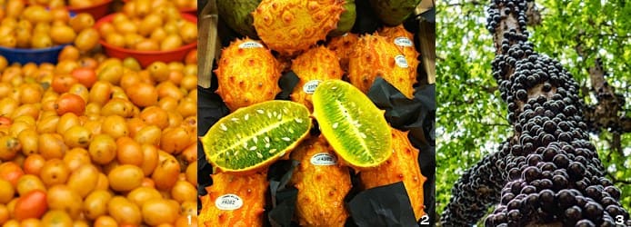 Brazilian Fruit List | Seriguela - Kino - Jabuticaba