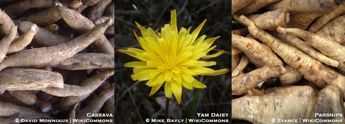 Cassava-Yam-daisy-Parsnips