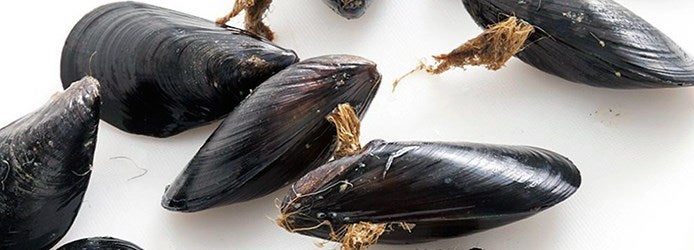 Mussels Facts | Debeard Mussels