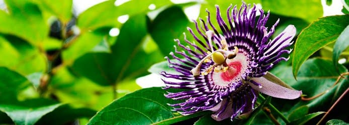 Passion fruit flower