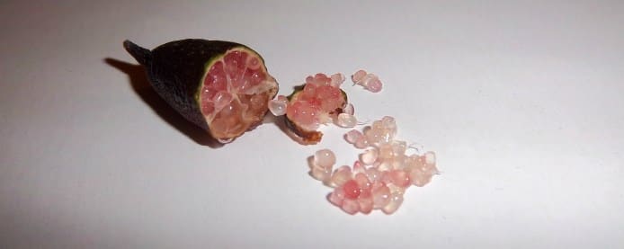 Finger Lime