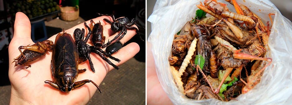 Edible Insects | Bag Bugs