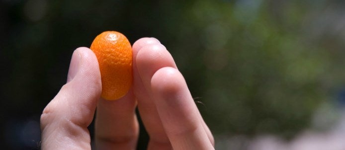 Kumquat