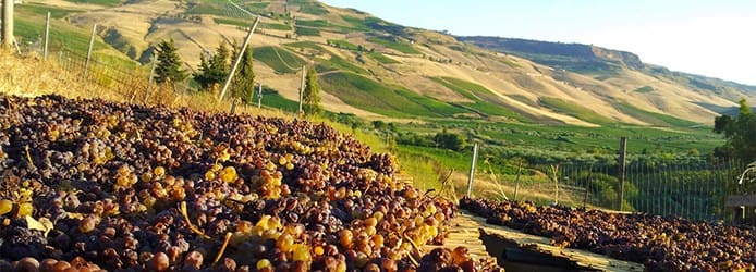 Marsala Grapes