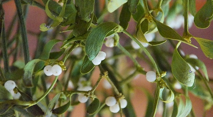 Mistletoe Mistletoe