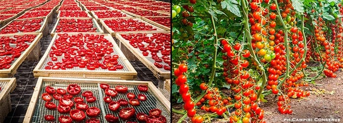 Pachino Tomato Cultivation Pachino Tomato Cultivation