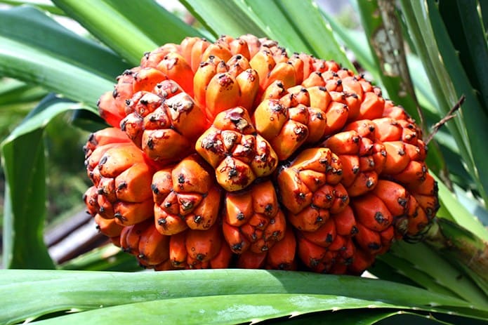 original_Pandanus-tectorius-fruit--riped-.JPG