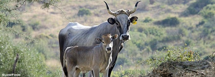 Caciocavallo Cheese | Podolica Cow Caciocavallo Cheese | Podolica Cow
