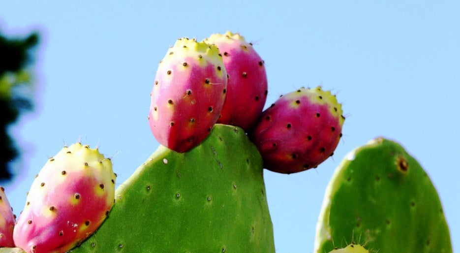 Prickly_Pear Prickly_Pear