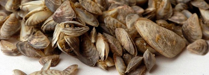 Mussels Facts | Quagga