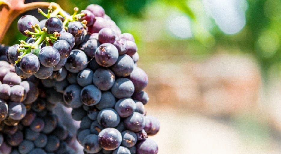 Red grapes Red grapes