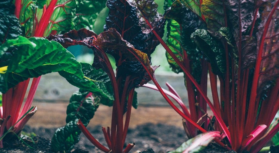 Rhubarb Rhubarb