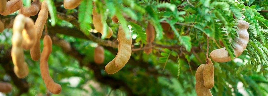 Tamarind tree