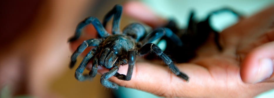 Edible Tarantulas