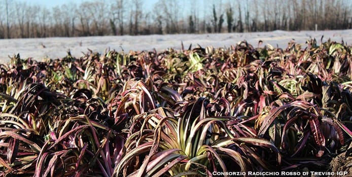 Treviso Radicchio Salad | Cultivation Treviso Radicchio Salad | Cultivation