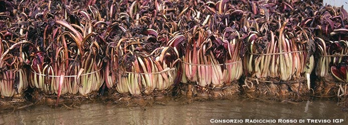 Treviso Radicchio Salad | Whitening Treviso Radicchio Salad | Whitening