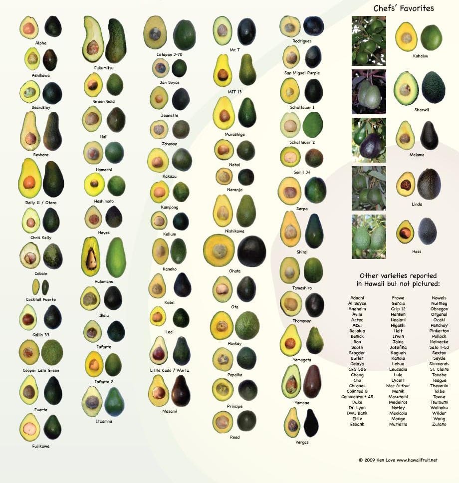 original avocado infografica