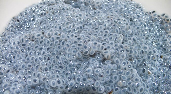 basil seeds edsel little flickr