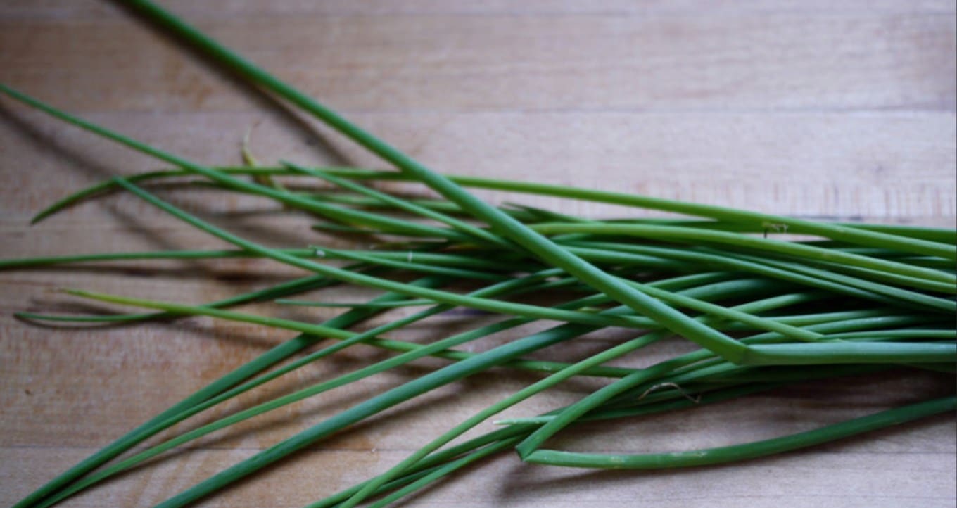 chives-Rebecca-onion-Siegel chives-Rebecca-onion-Siegel