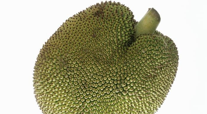 jackfruit jackfruit