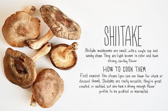 mushroom-shitake