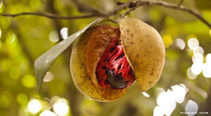 nutmeg.clove_finedininglovers_01