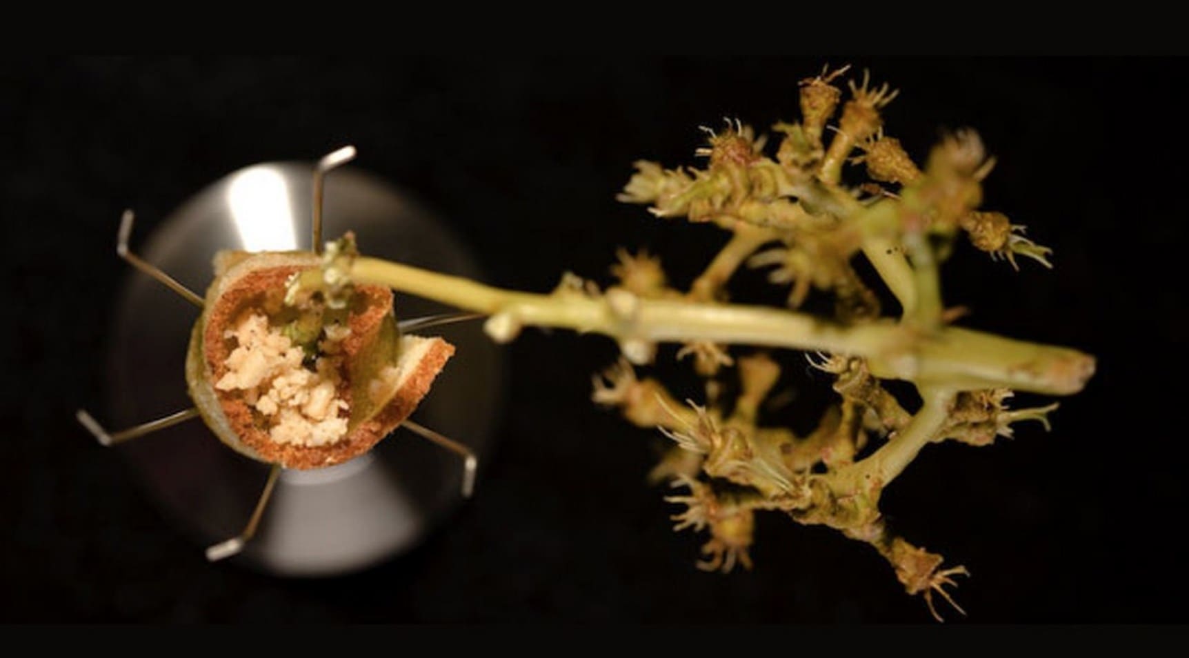 peanut-butter-alinea peanut-butter-alinea