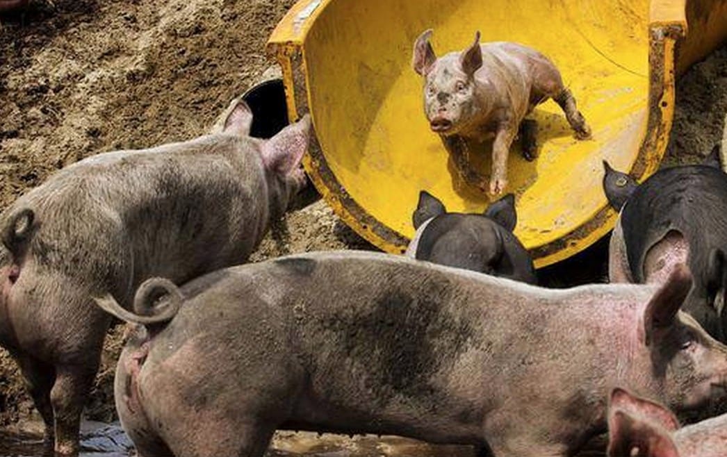 pig-slide