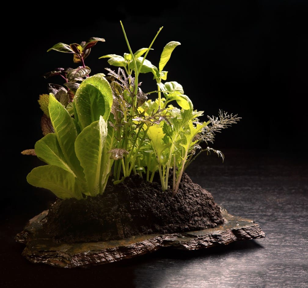 salad-alinea salad-alinea