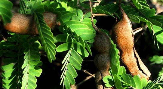 tamarind-leaves-thai-food
