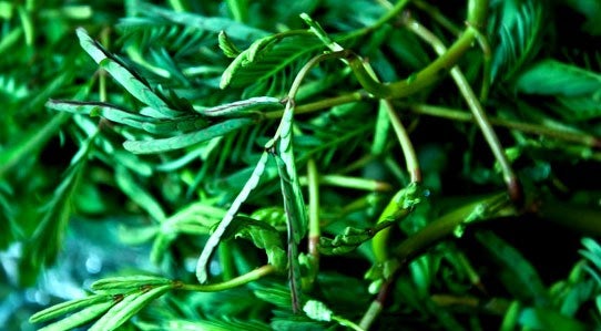 water-mimosa-thai-food