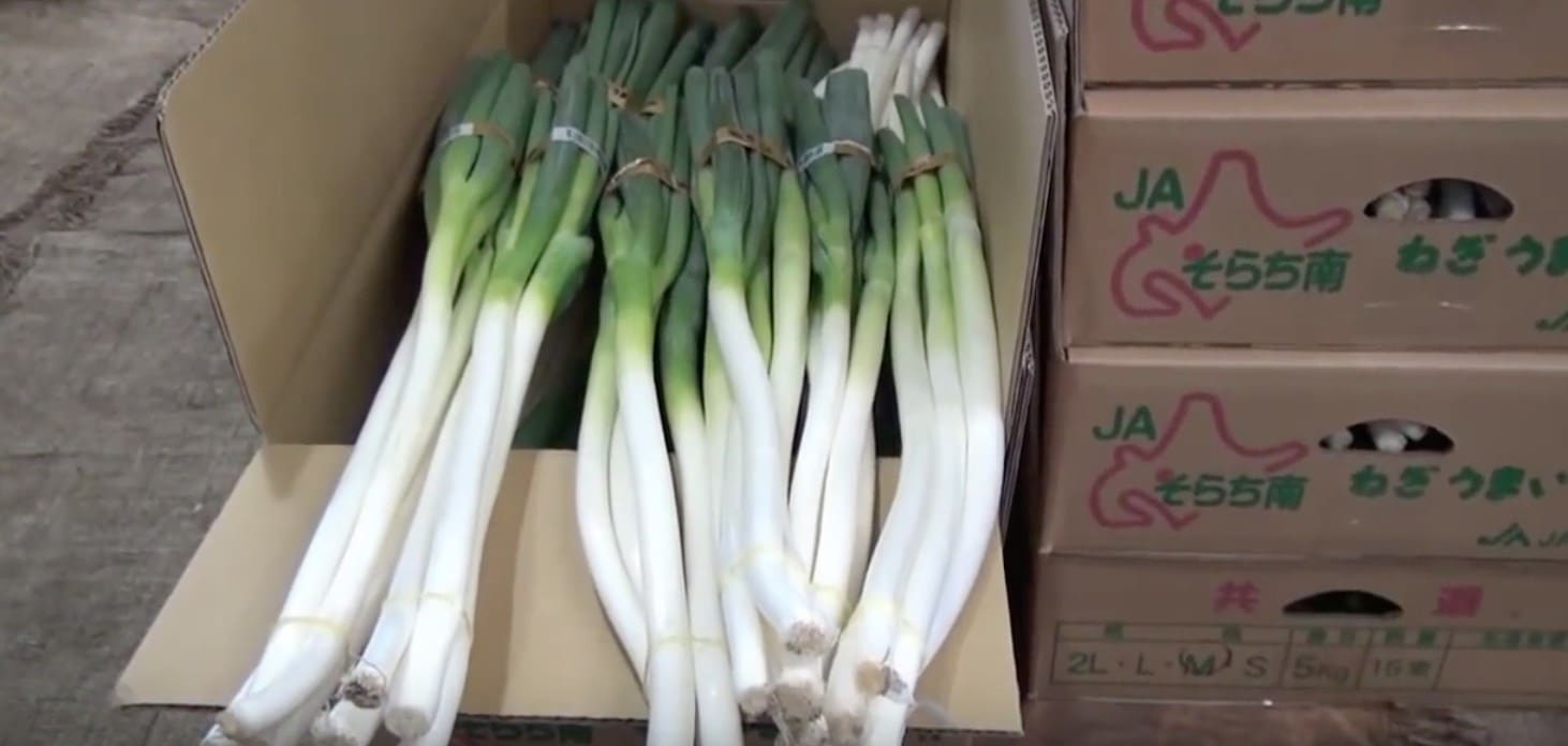 welsh-onion welsh-onion