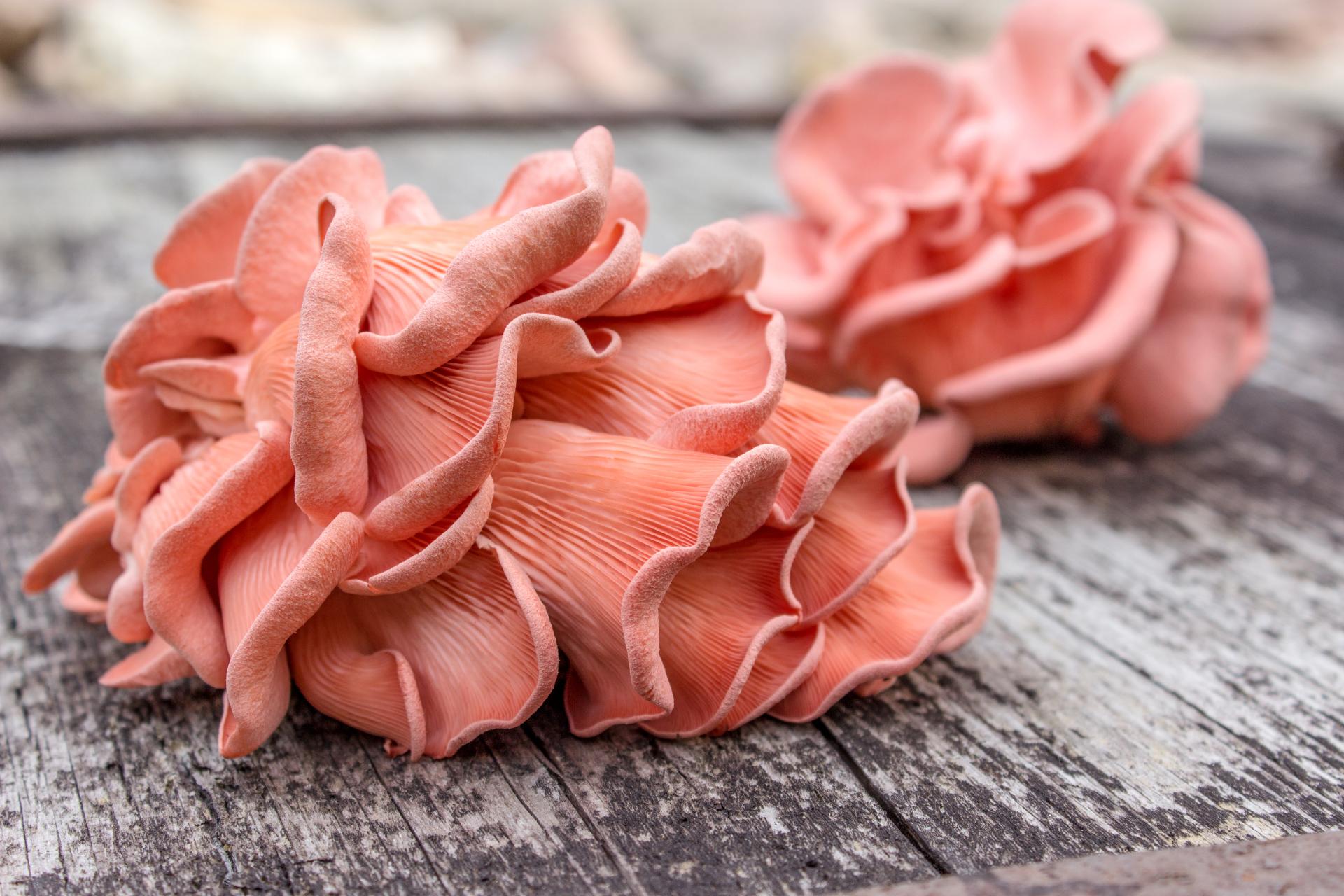 oyster-mushrooms-types