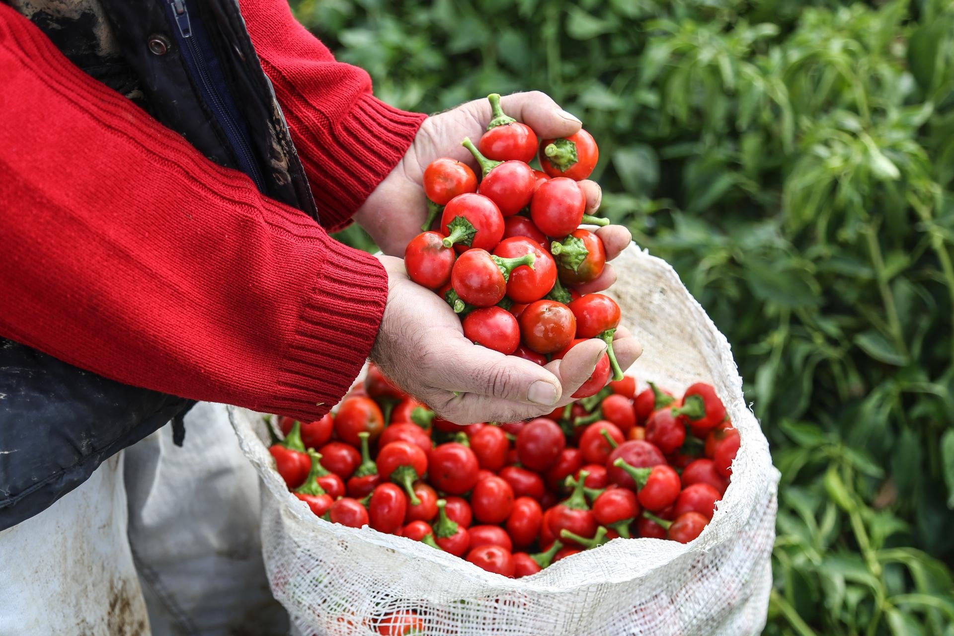 pimentos-what-are