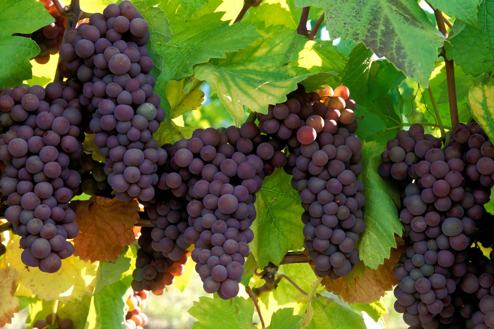 pinot grigio grapes ©iStock
