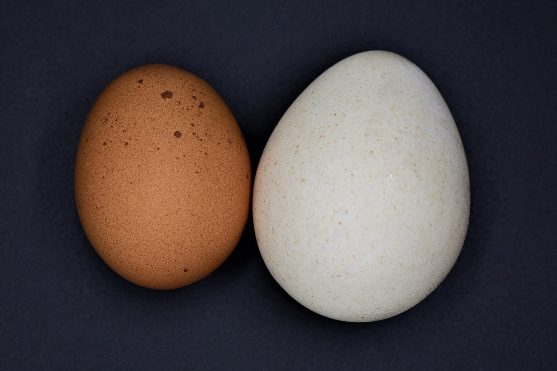 pullet-eggs-what-are