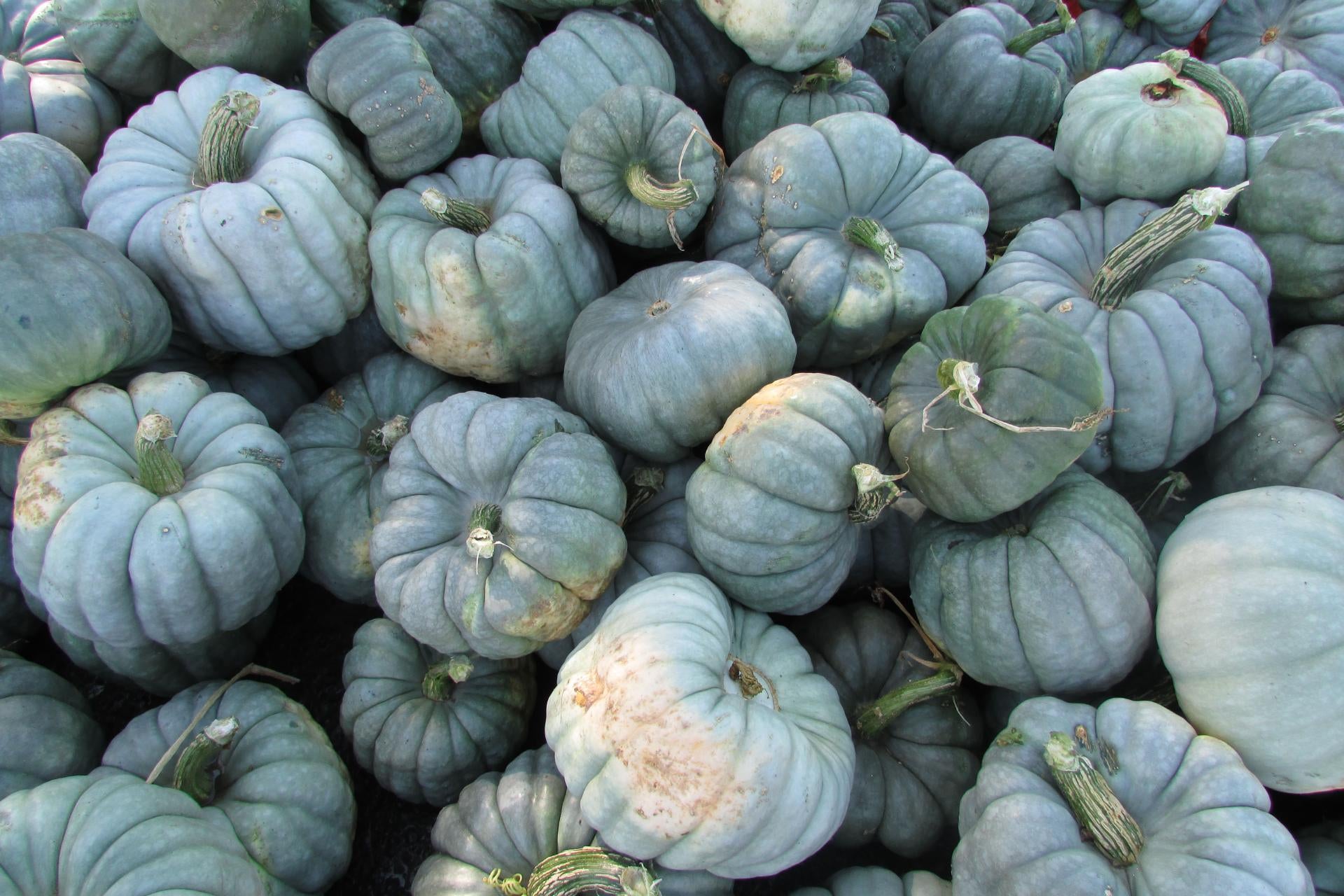 pumpkin-varieties-jarrahdale
