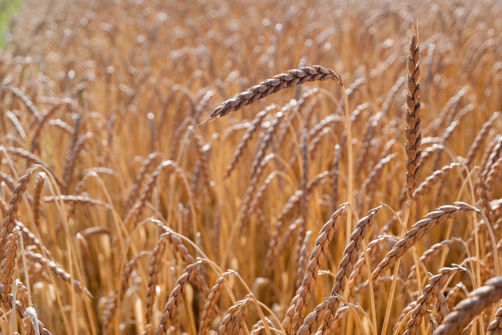 spelt-what-is