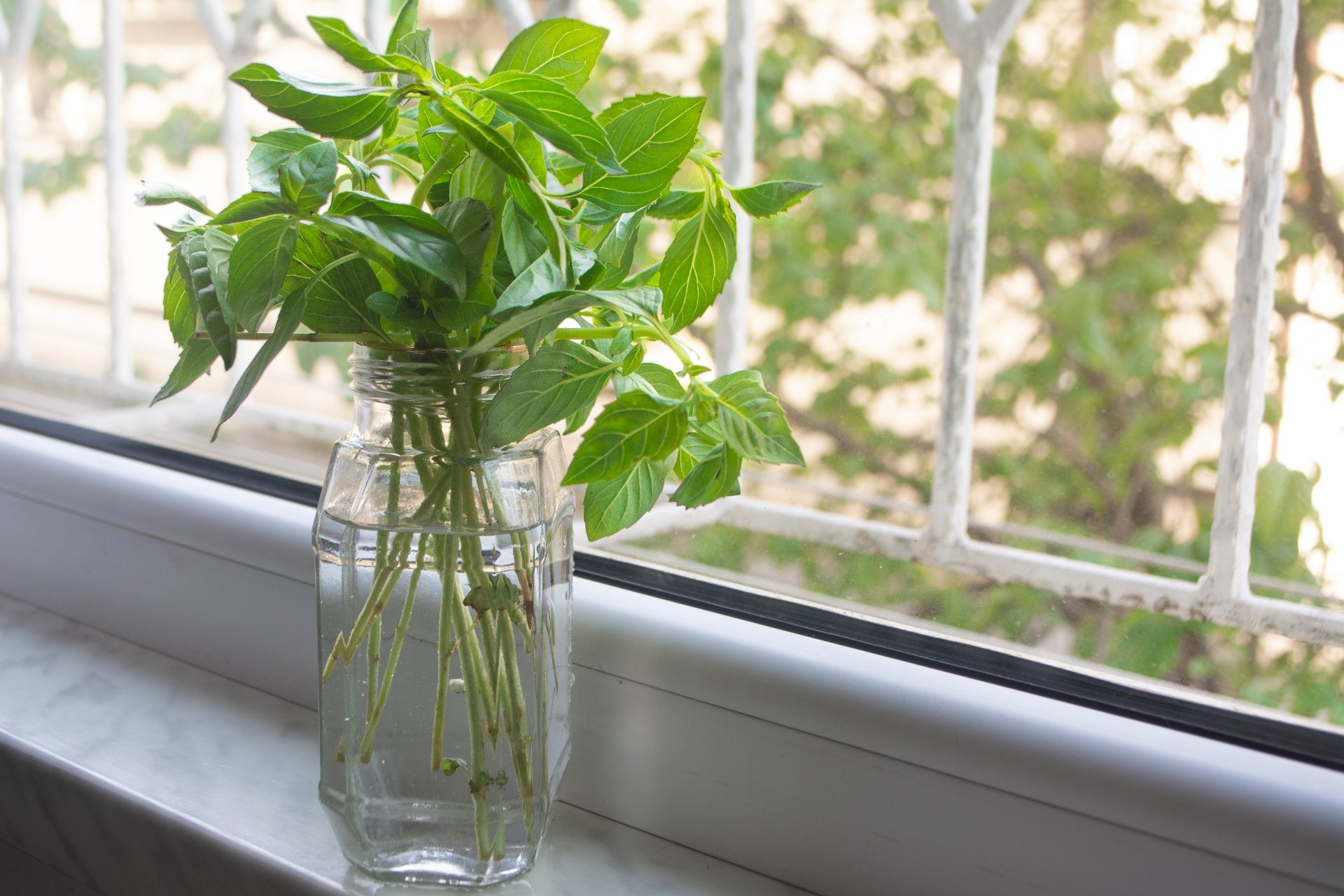 store-fresh-basil-in-jar-water